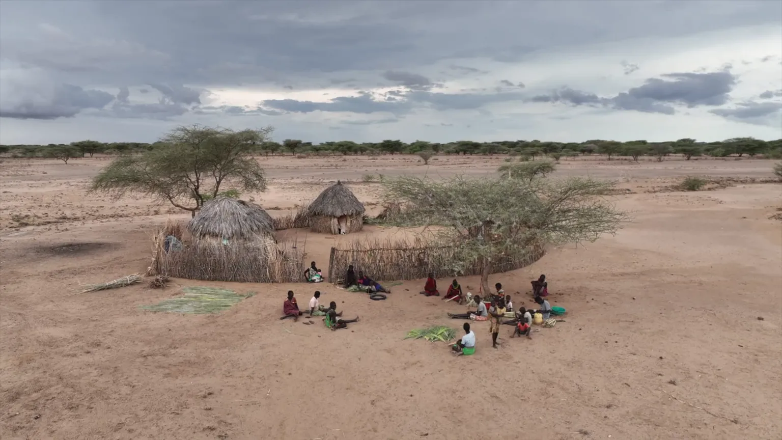 How Families in Turkana County Survive on Gingerbread Tree Amid Drought